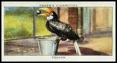 46 Toucan
